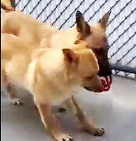 Photo of THE GOLDEN BOYS