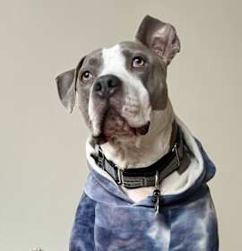 Photo of Billy Bob - AVAILABLE