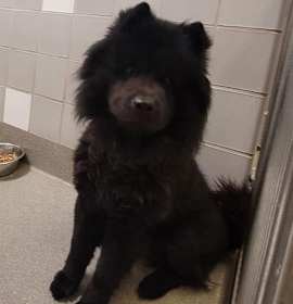 Photo of bear