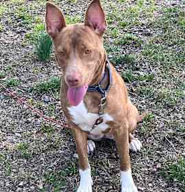 Photo of Bleu Bonnet