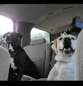 Photo of Ricochet - Rico