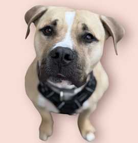 Photo of SHAQ