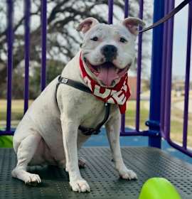 Manny (Roscoe) photo 1