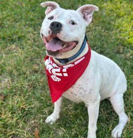 Manny (Roscoe) photo 2