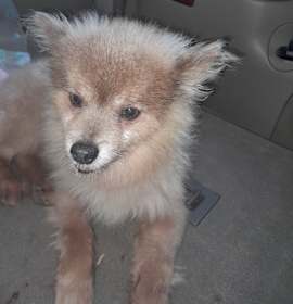 Photo of BearBear - RICHMOND, IN