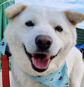 Photo of Otis