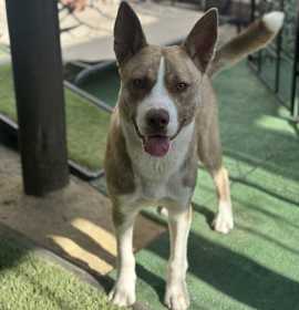 Photo of Lobito Wolf