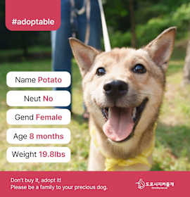 Photo of Potato (D)