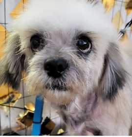 Photo of DAISY