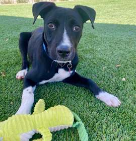Photo of Jack - Contact Sylva