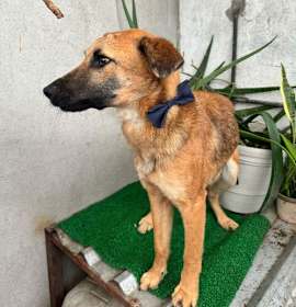Photo of Balu