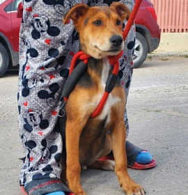 Photo of Argus