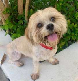 Photo of ROCKO