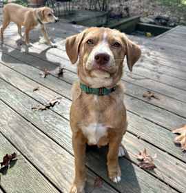 Photo of Chase