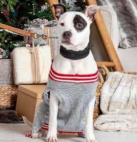 Photo of Petey