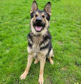 Photo of Loki