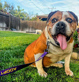 Photo of Daisy