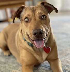 Photo of Penny