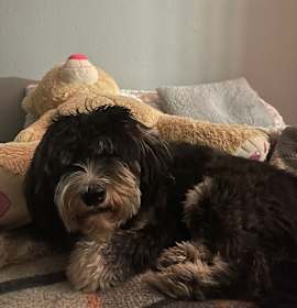 Photo of Sprocket