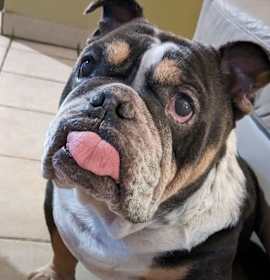 Photo of Spud