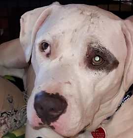 Photo of Jack Jack