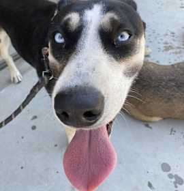 Photo of Maggie Waggie