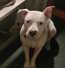 Photo of Jax