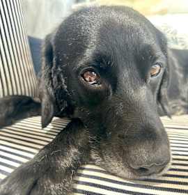 Photo of RICO