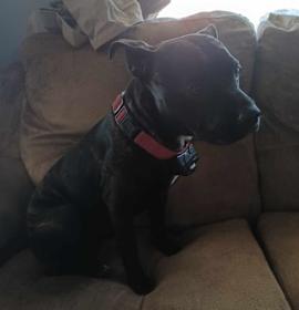 Photo of Finnley - MISSING