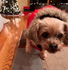 Photo of Ella -MISSING