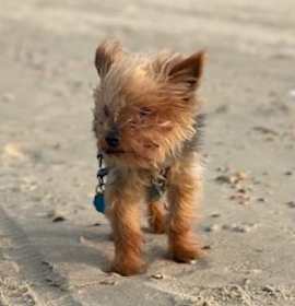 Photo of Sunny Kail - MISSING