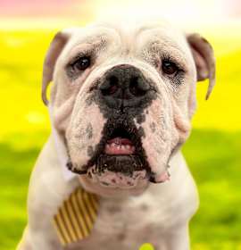 Photo of Georgie-ADOPT Me!