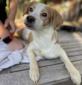 Photo of Pebbles