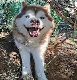 Photo of MIDAS