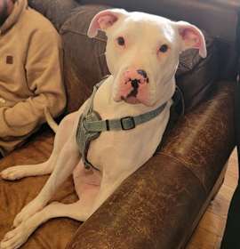 Photo of Buddy aka Buddha/Butters