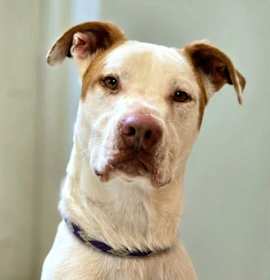 Photo of Romper/ Casper