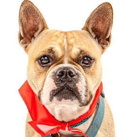 Photo of Bella