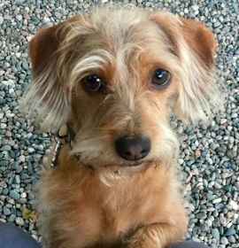Photo of Coco  -  So Ca