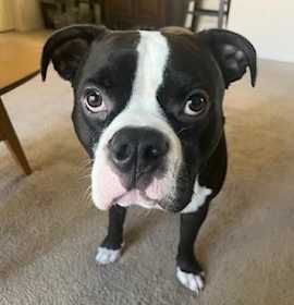 Photo of Meatball