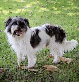 Photo of Ricky   Contact Sylva/Rachel