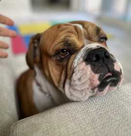 Photo of Winston