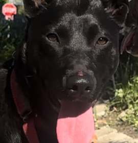 Photo of Handsome Buster