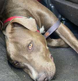 Photo of Lovely Cookie