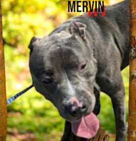 Photo of Mervin