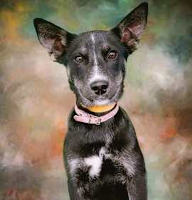 Photo of Vixen