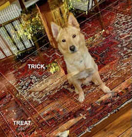 Photo of TRICK
