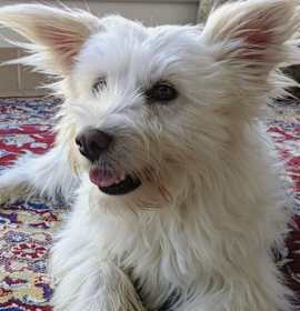 Photo of Miko