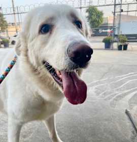 Photo of Brody Contact-Sylva/Rachel