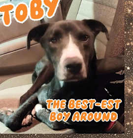 Photo of Toby