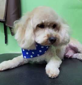 Photo of Benny